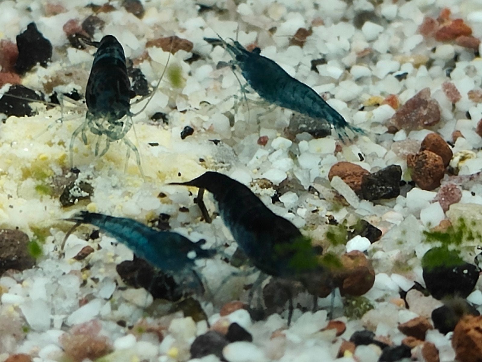 Blue dream neocaridina garnalen met gratis mos, Kreeft, Krab of Garnaal