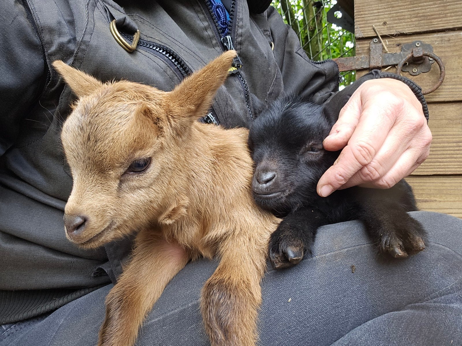 Aangeboden zeer makke dwerggeitje met 2 lammetjes, Dieren en Toebehoren, Vrouwelijk