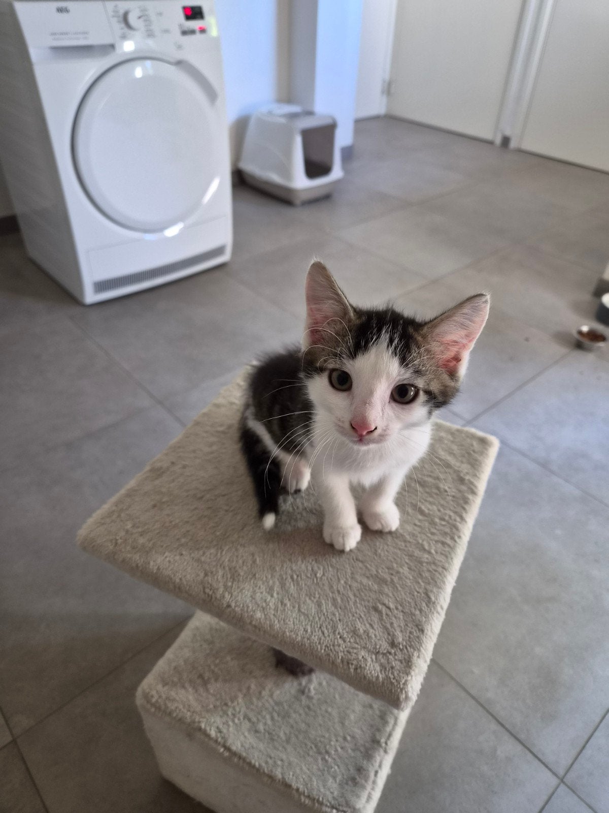 Boerderij kittens, Dieren en Toebehoren, Kater, Kortharig, 0 tot 2 jaar