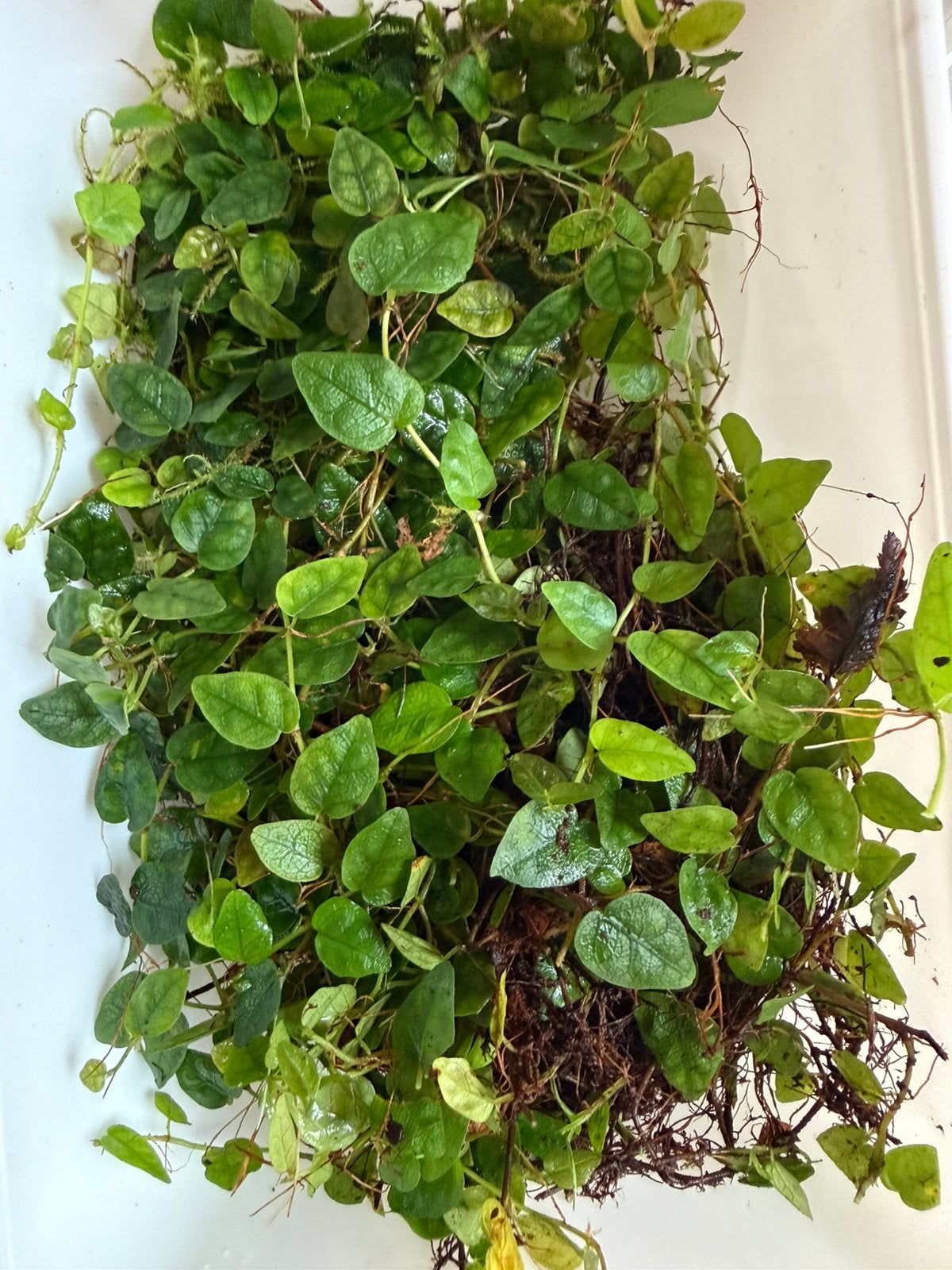 Ficus Pumila Minima, Huis en Inrichting, Kamerplanten, Ophalen of Verzenden, Halfschaduw, Minder dan 100 cm