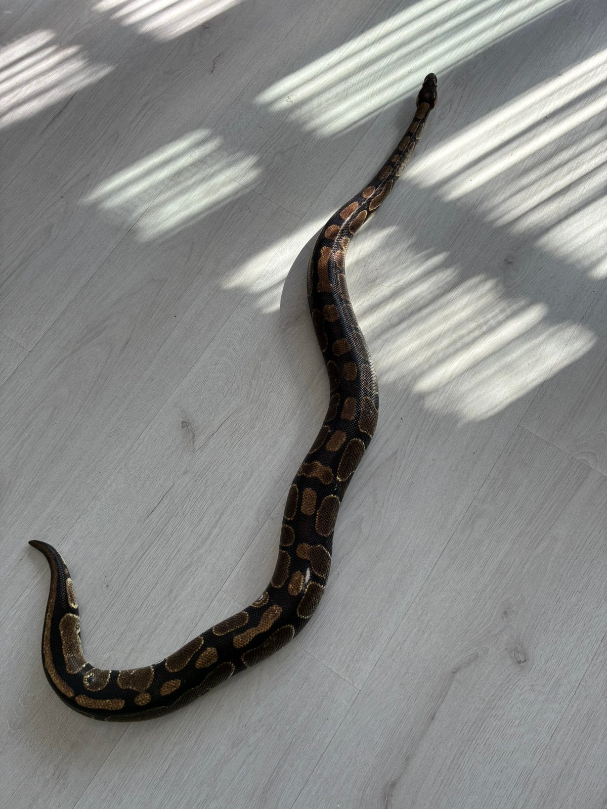 Koppel koningspython regius wild kleur Ball Python photo 6