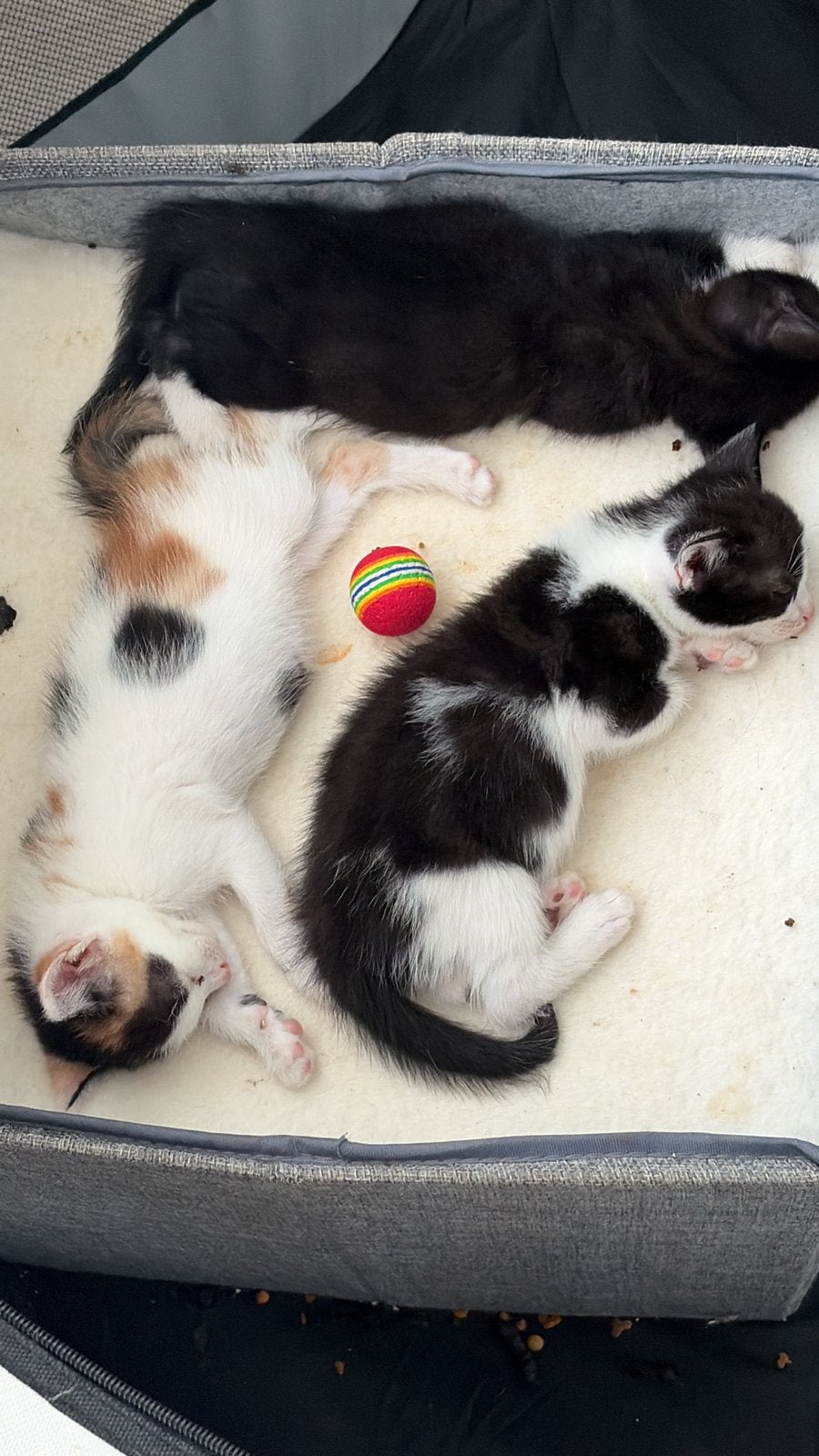 Goud mandje gezocht voor 1 kitten, Dieren en Toebehoren, Katten en Kittens | Overige Katten