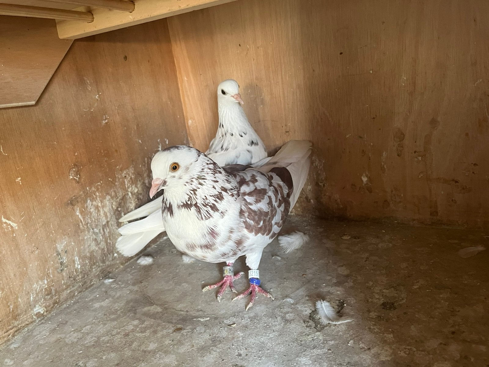 Koppel Birmingham rollers, Dieren en Toebehoren, Vogels | Duiven, Meerdere dieren, Tuimelaar of Roller