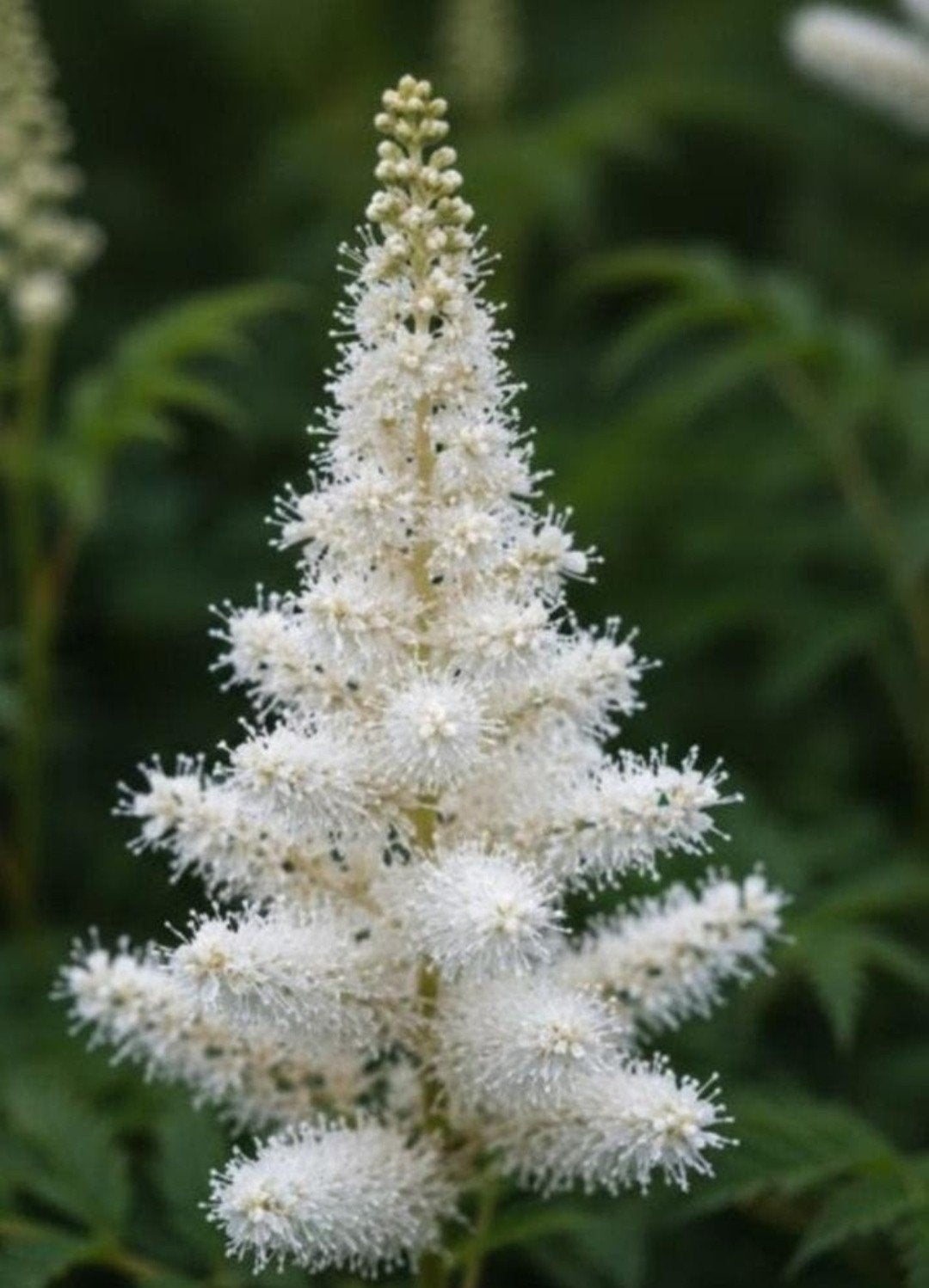 Astilbe Astary White P9 - Elegante Vaste Plant, Overige soorten, Vaste plant, Ophalen of Verzenden, Halfschaduw