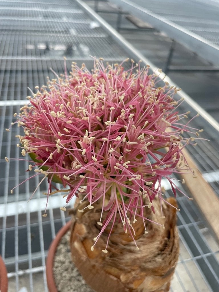 Caudex Boophane Disticha uit Zuid Afrika in 17 cm pot, Overige soorten, Ophalen of Verzenden, In pot, Minder dan 100 cm