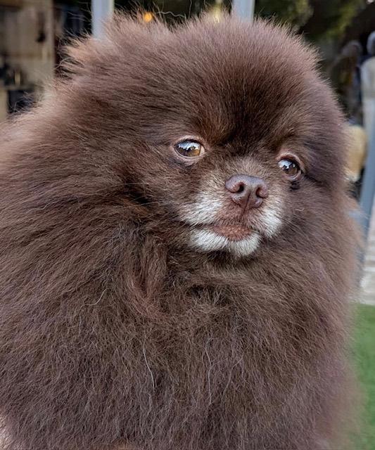 Chocolat Pomeriaan dekreu NIET TE KOOP, Dieren en Toebehoren, Reu, 1 tot 2 jaar, Eén hond, Nederland