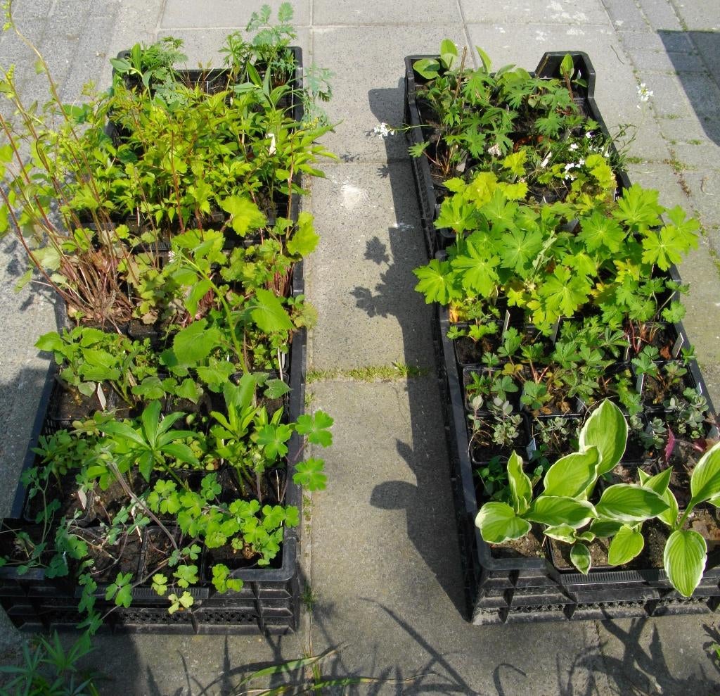 Vaste planten, veel soorten, € 1,-- per stuk, Ophalen, Vaste plant, Overige soorten, Halfschaduw