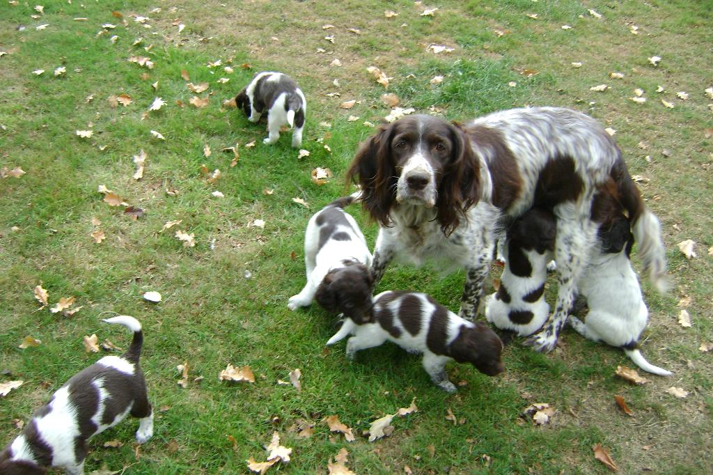 MOOI NESTJE KLEINE MUNSTERLANDERPUPS, Dieren en Toebehoren, Duitse Staande hond, België, Particulier, 8 tot 15 weken
