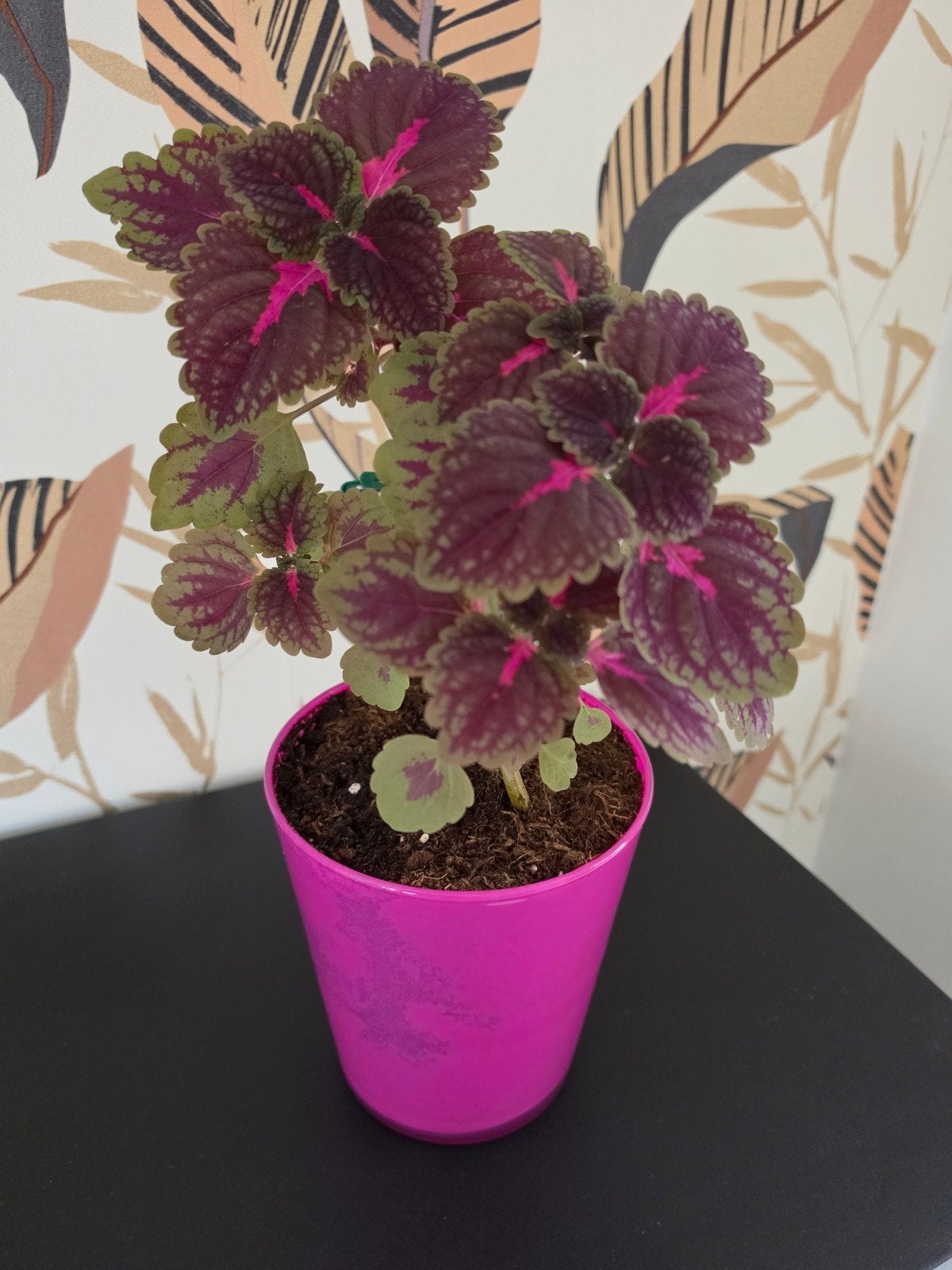 Kleurrijke Coleus plant in roze pot, Ophalen, Overige soorten, Halfschaduw, In pot