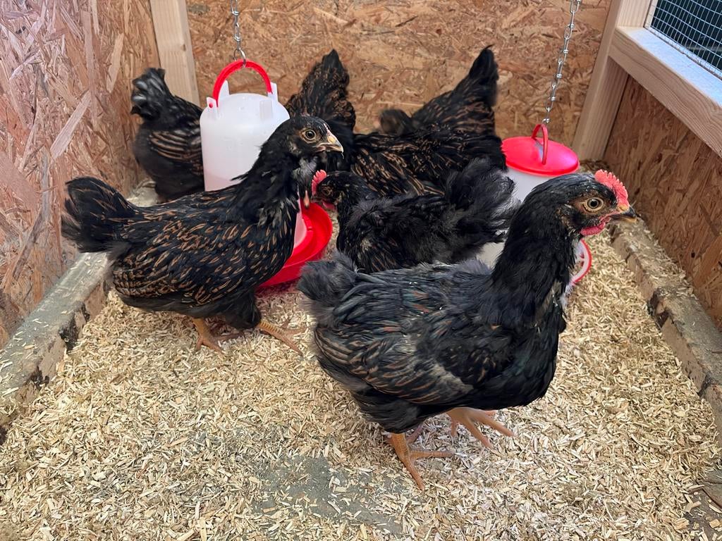 Barnevelder toom, Dieren en Toebehoren, Pluimvee, Meerdere dieren, Kip