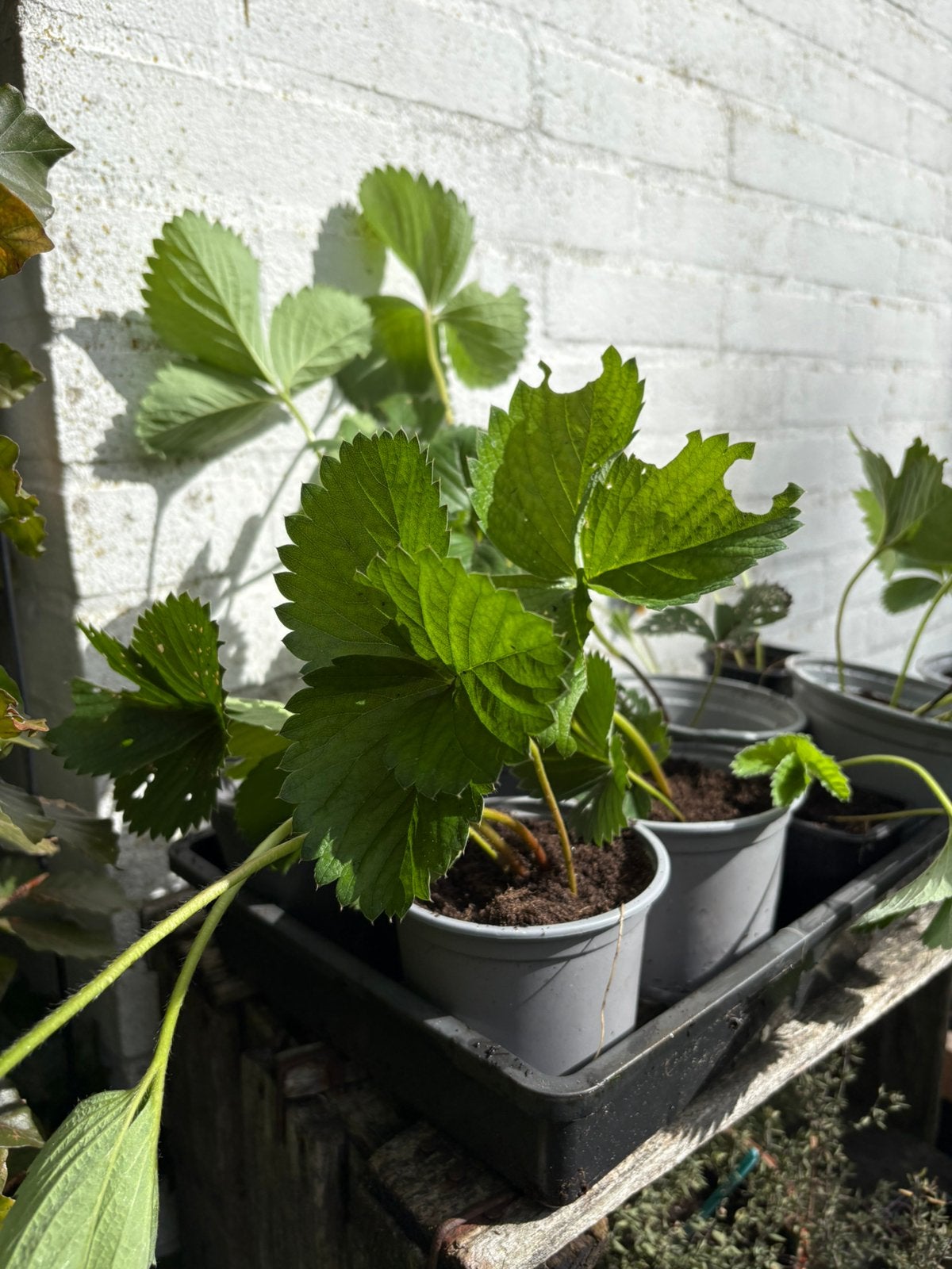 Aardbeien plantjes in potje, Ophalen, Volle zon