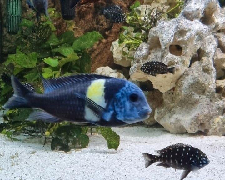 F1 Tropheus Duboisi Maswa 10 stuks 125 euro, Dieren en Toebehoren, Vissen | Aquariumvissen, Vis, Zoetwatervis, Schoolvis