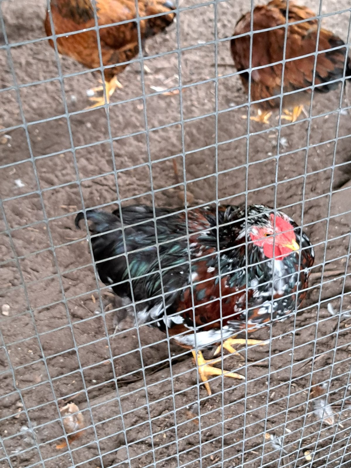 3x welsumer hanen GRATIS, Dieren en Toebehoren, Mannelijk, Kip