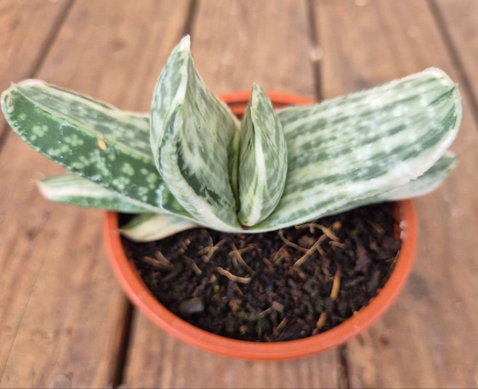 Gasteria CV. Sakura Fuji Wit p8,5 (6)