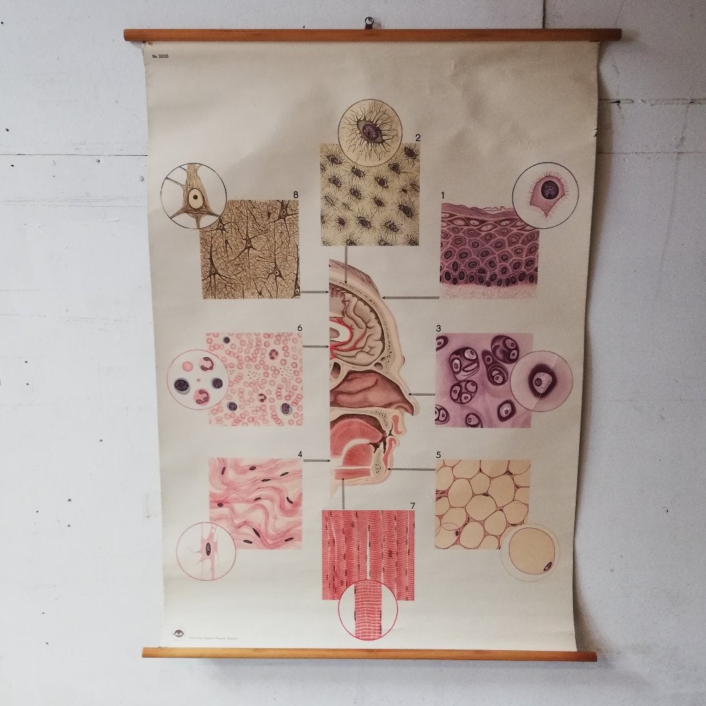 Vintage Anatomie Wandkaart - Menselijke Weefsels, Ophalen of Verzenden, Natuur en Biologie