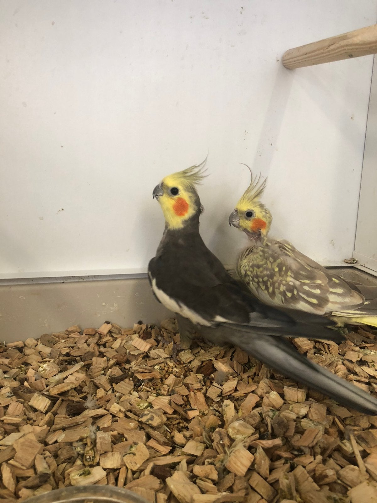 valkparkieten, Dieren en Toebehoren, Vogels | Parkieten en Papegaaien, Meerdere dieren, Parkiet