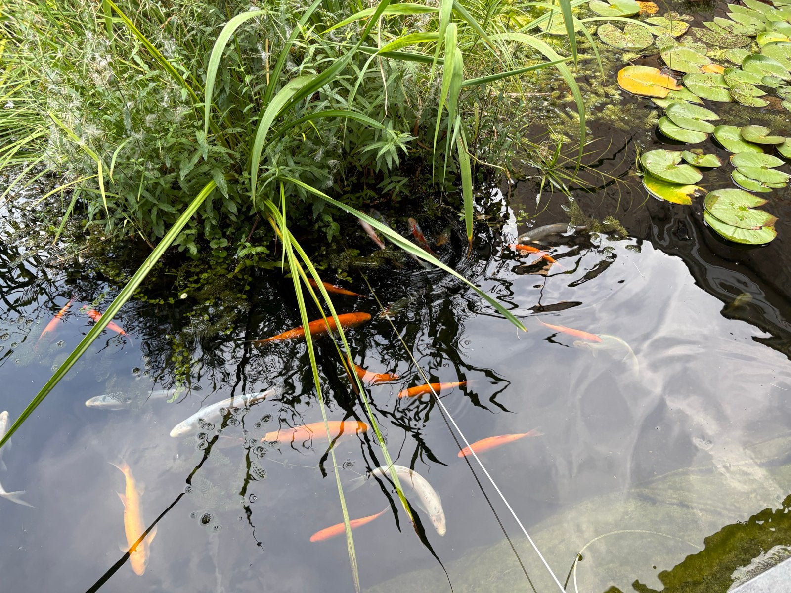 Goudwindes, Dieren en Toebehoren, Vissen | Vijvervissen, Baars of Goudwinde