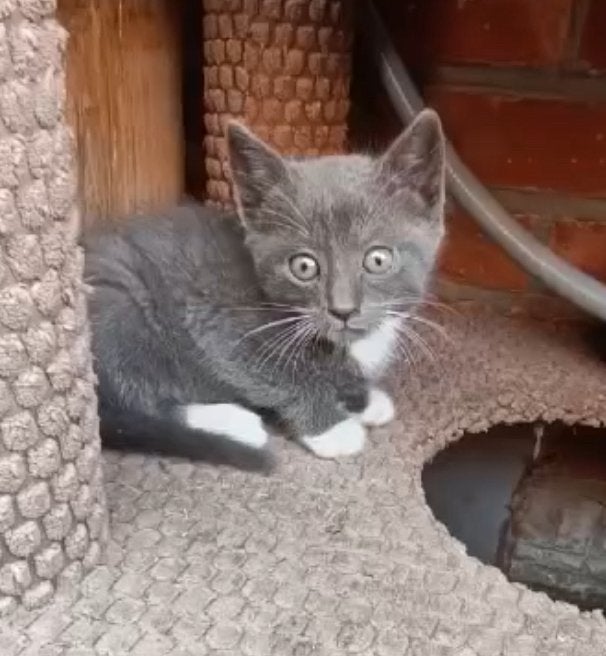 Kitten Grijs, Poes