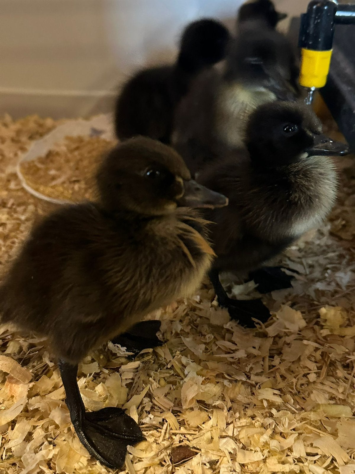 Zwarte loopeendjes, Dieren en Toebehoren, Pluimvee, Geslacht onbekend, Eend