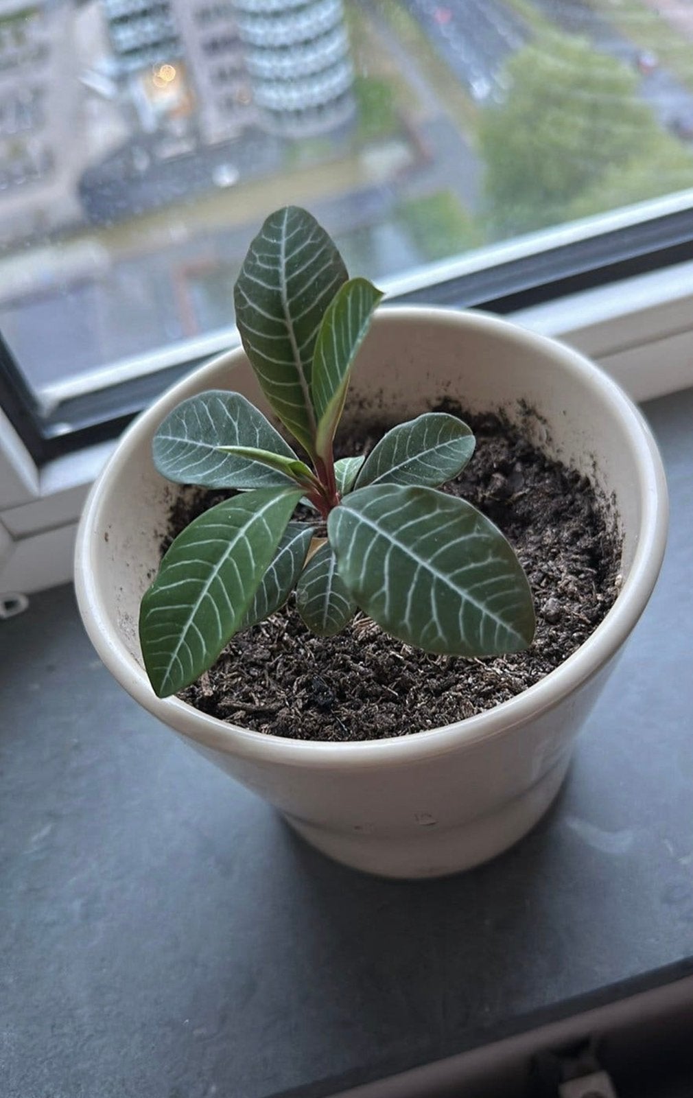 Euphorbia/jewel madagascar stekjes, Ophalen, Halfschaduw, Minder dan 100 cm