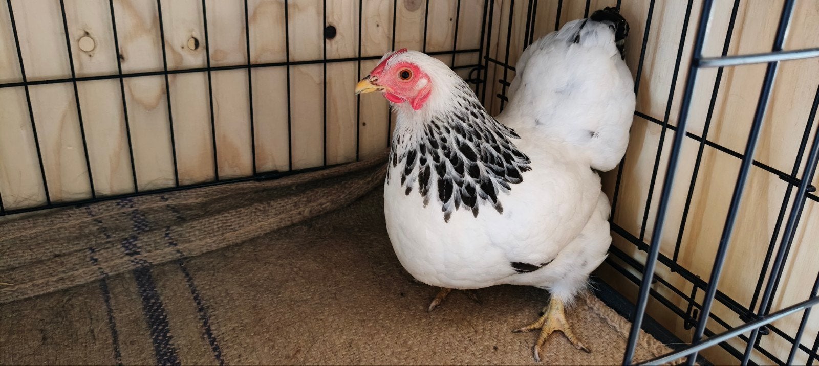 2 wyandotte hennen te koop, Dieren en Toebehoren, Pluimvee, Vrouwelijk, Kip