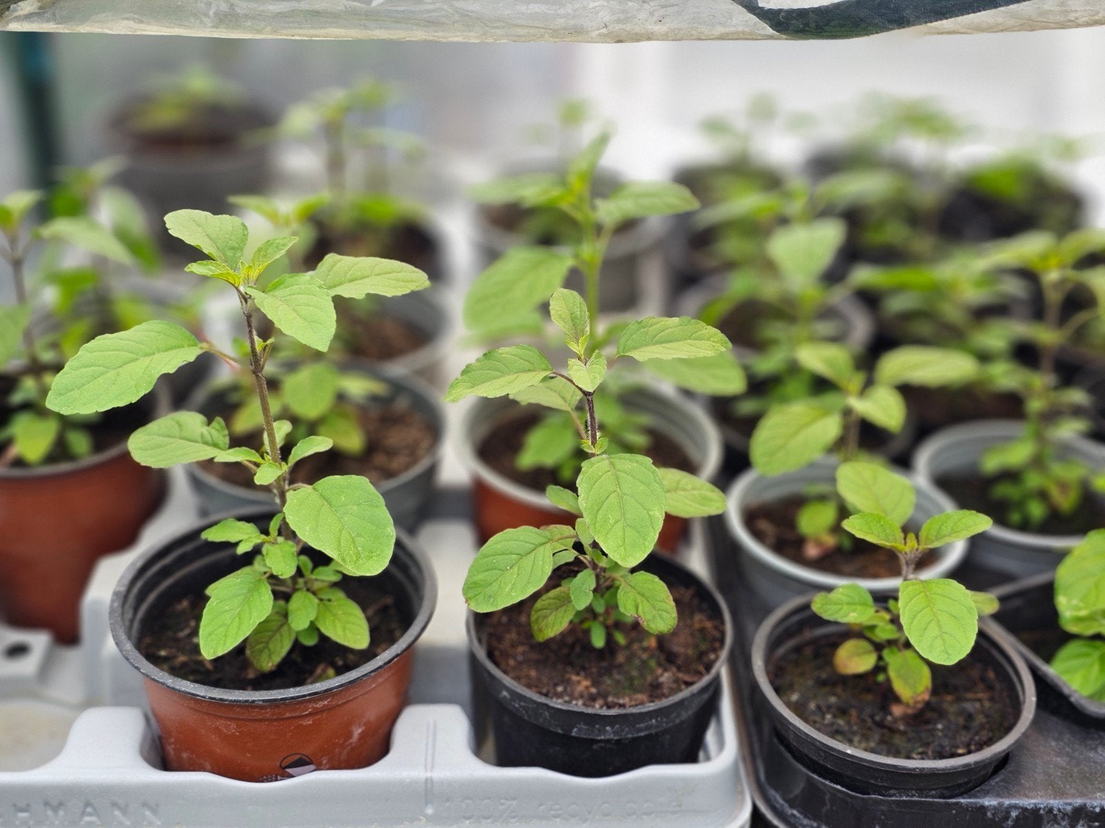 Tulsi plantjes te koop., Ophalen of Verzenden, Eenjarig, Overige soorten, Volle zon