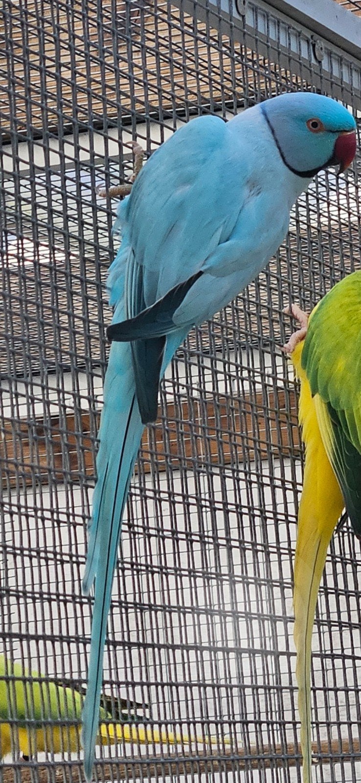 blauwe opaline / witkopwistaart halsbandparkiet, Meerdere dieren, Parkiet