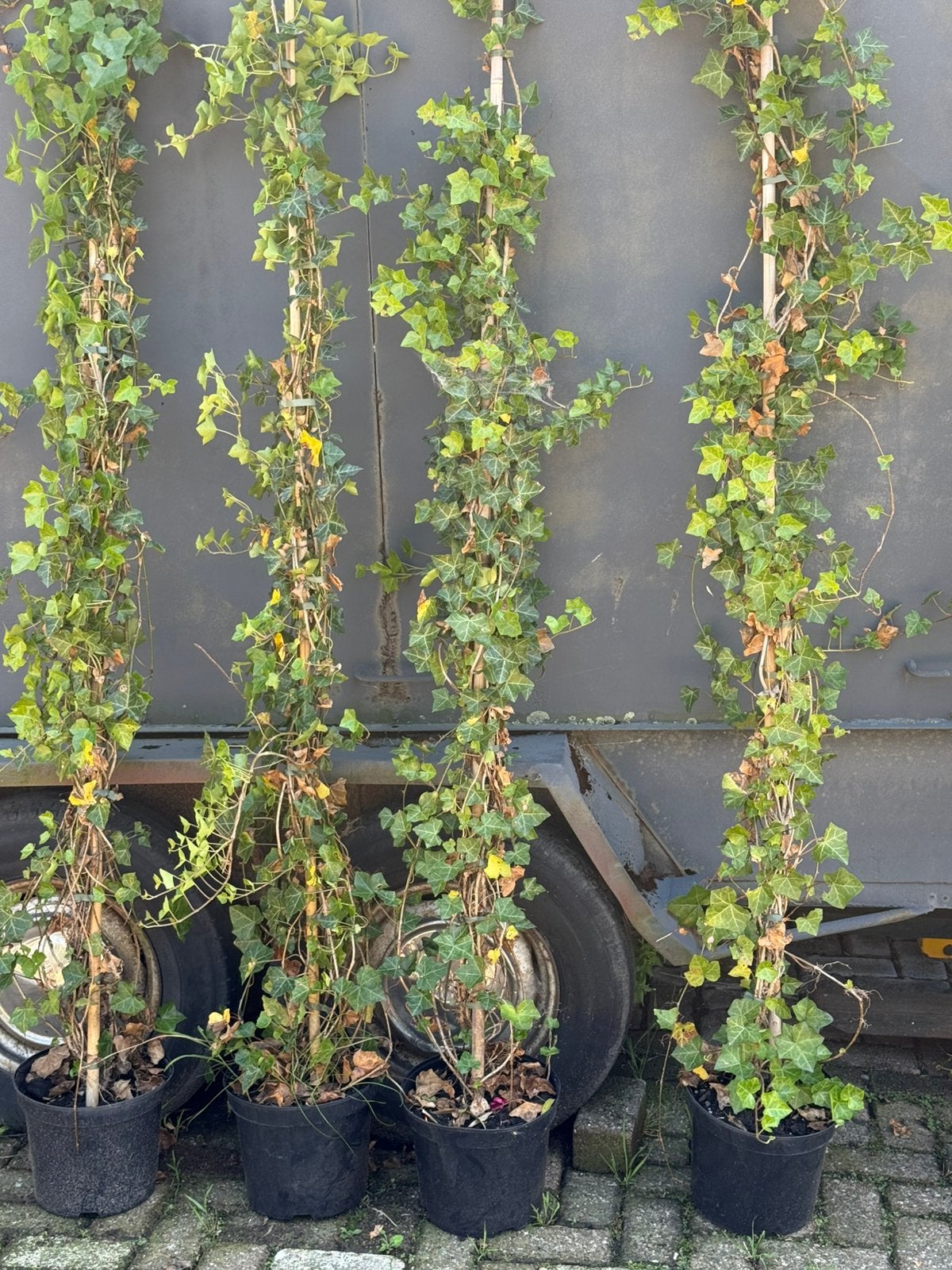 Hedera super grote zware planten 225 + hoog 2 pm bent udicht, Ophalen, Vaste plant, Bloeit niet, Halfschaduw