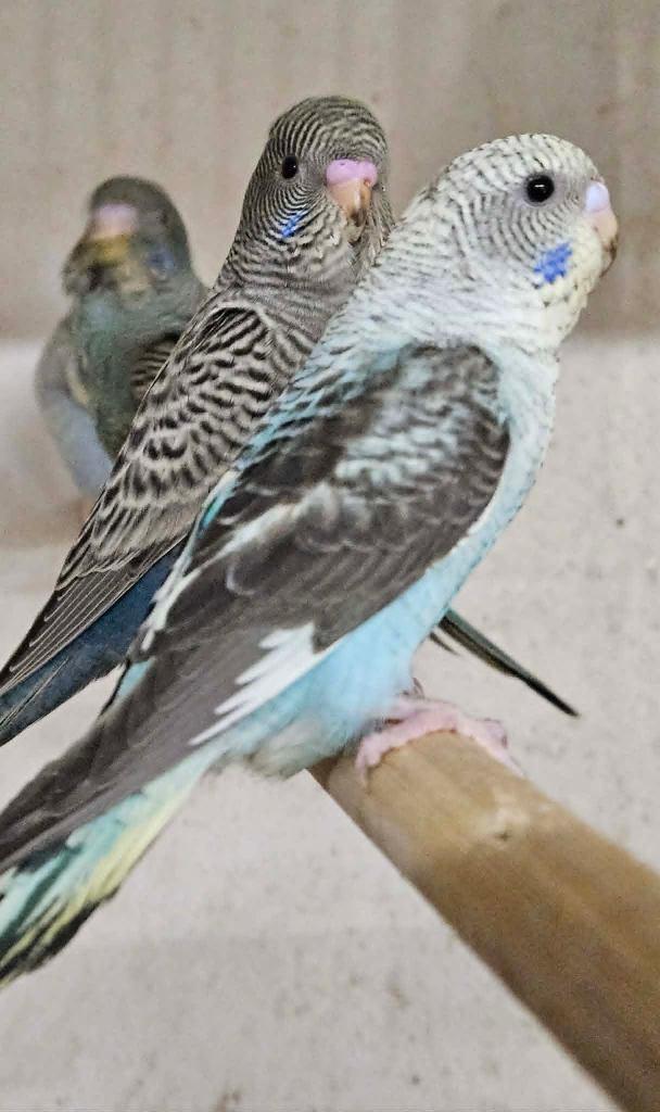 blackwing split bf, Dieren en Toebehoren, Vogels | Parkieten en Papegaaien, Geslacht onbekend, Parkiet, Geringd