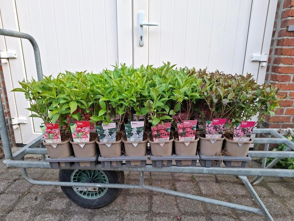 Mooie soorten volle Weigela in pot!, Tuin en Terras, Planten | Struiken en Hagen, Ophalen, Overige soorten, Minder dan 100 cm