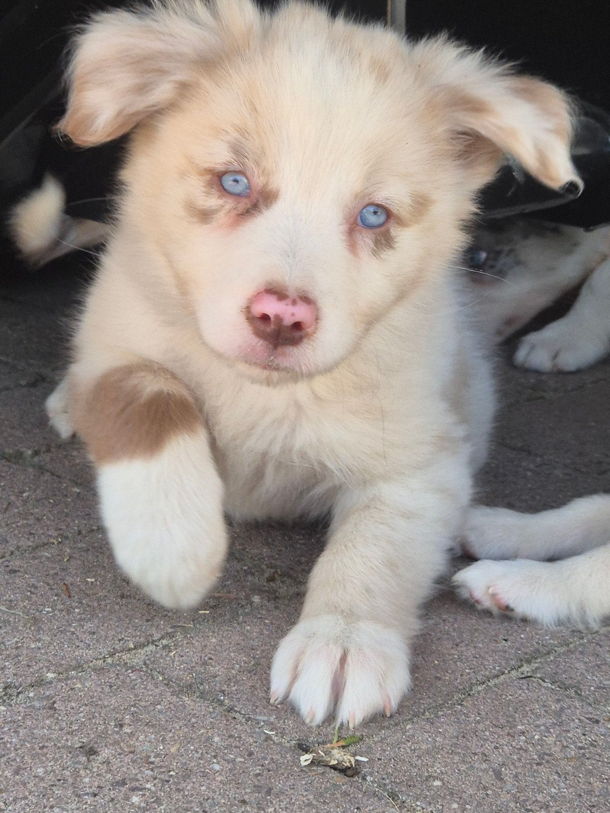 Super leuke Border collie X Australian shepherd pups, Dieren en Toebehoren, Parvo, 8 tot 15 weken, Meerdere, Meerdere dieren