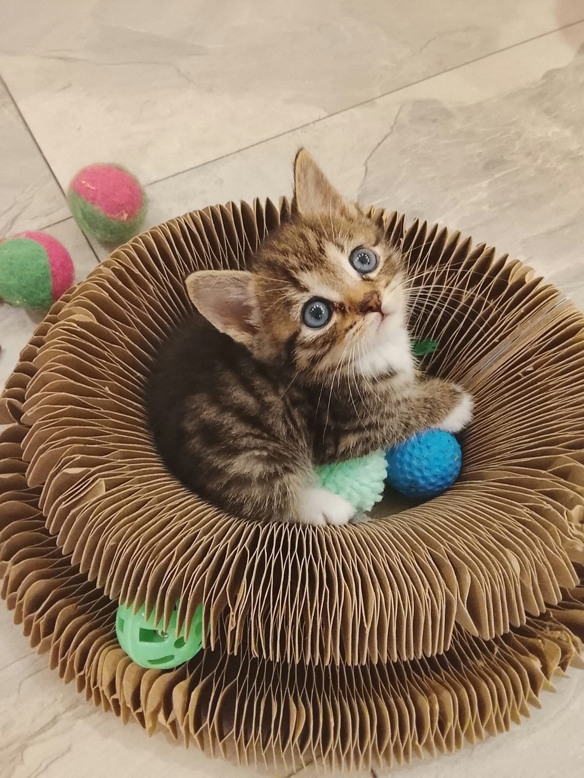Lieve Ragdoll kruising kittens (Petit), Dieren en Toebehoren, Meerdere dieren, Kortharig, 0 tot 2 jaar