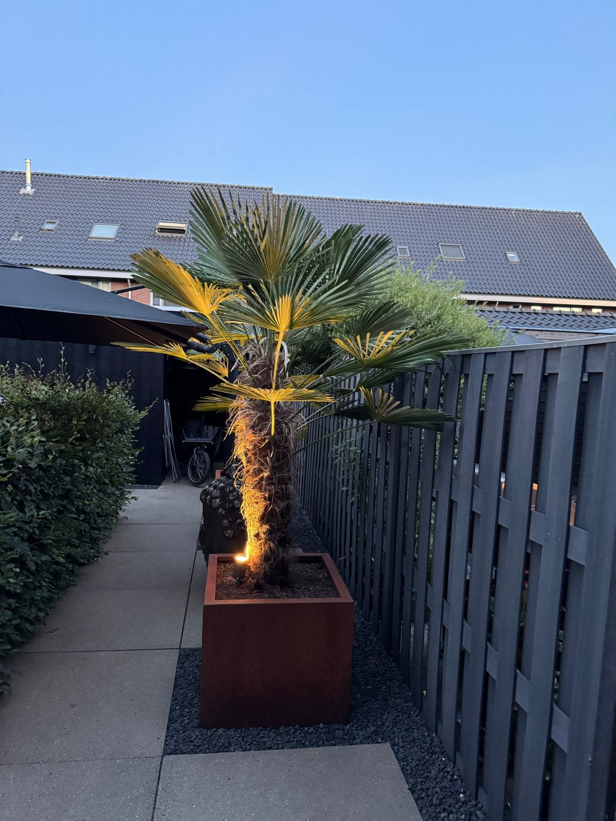 Grote palmboom van circa 2 meter.goed in bloei/zonder de bak, Tuin en Terras, Ophalen, Zomer, Vaste plant, Overige soorten