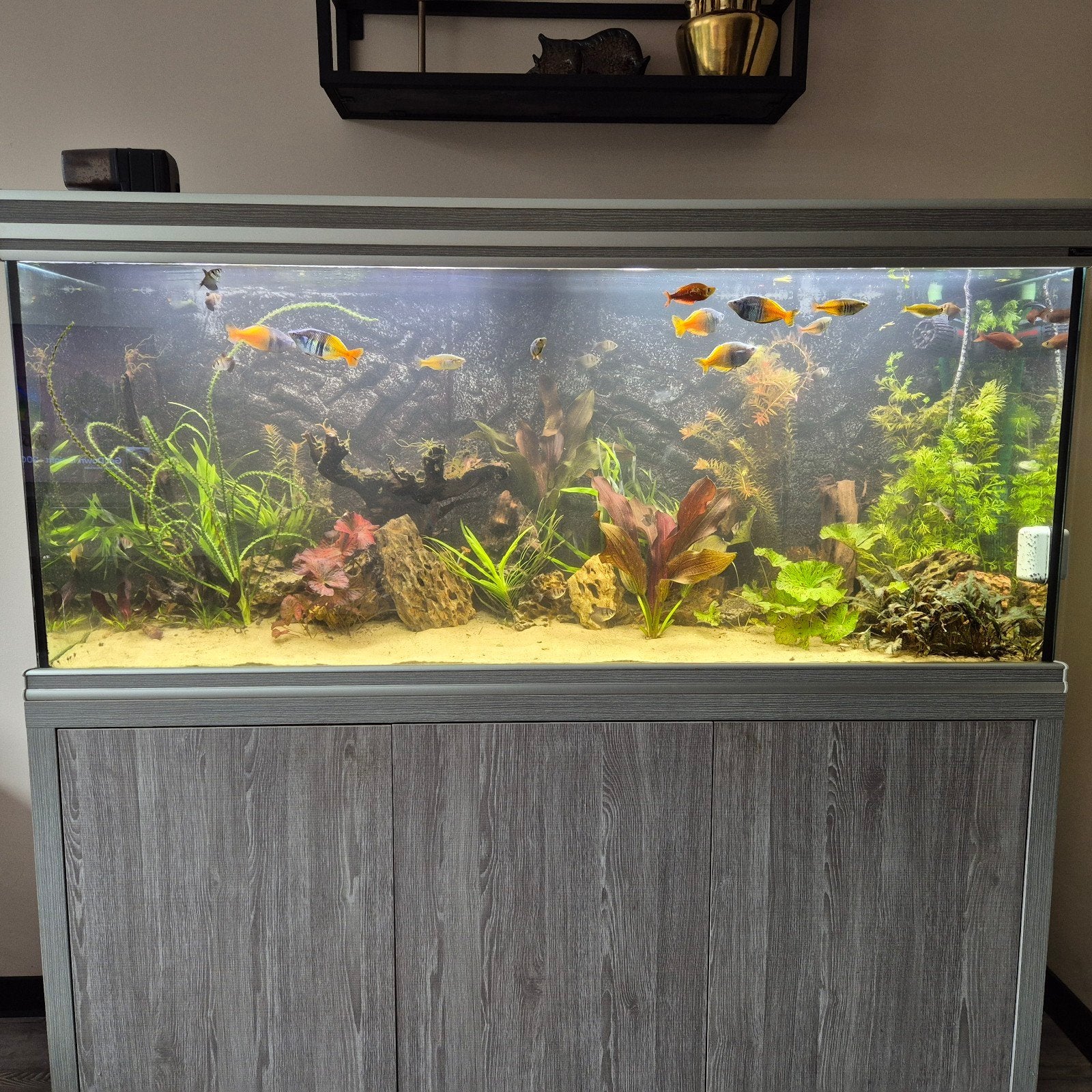 aqualantis aquarium 150cm  met meubel, Ophalen, Gebruikt, Aquatlantis, Gevuld zoetwateraquarium