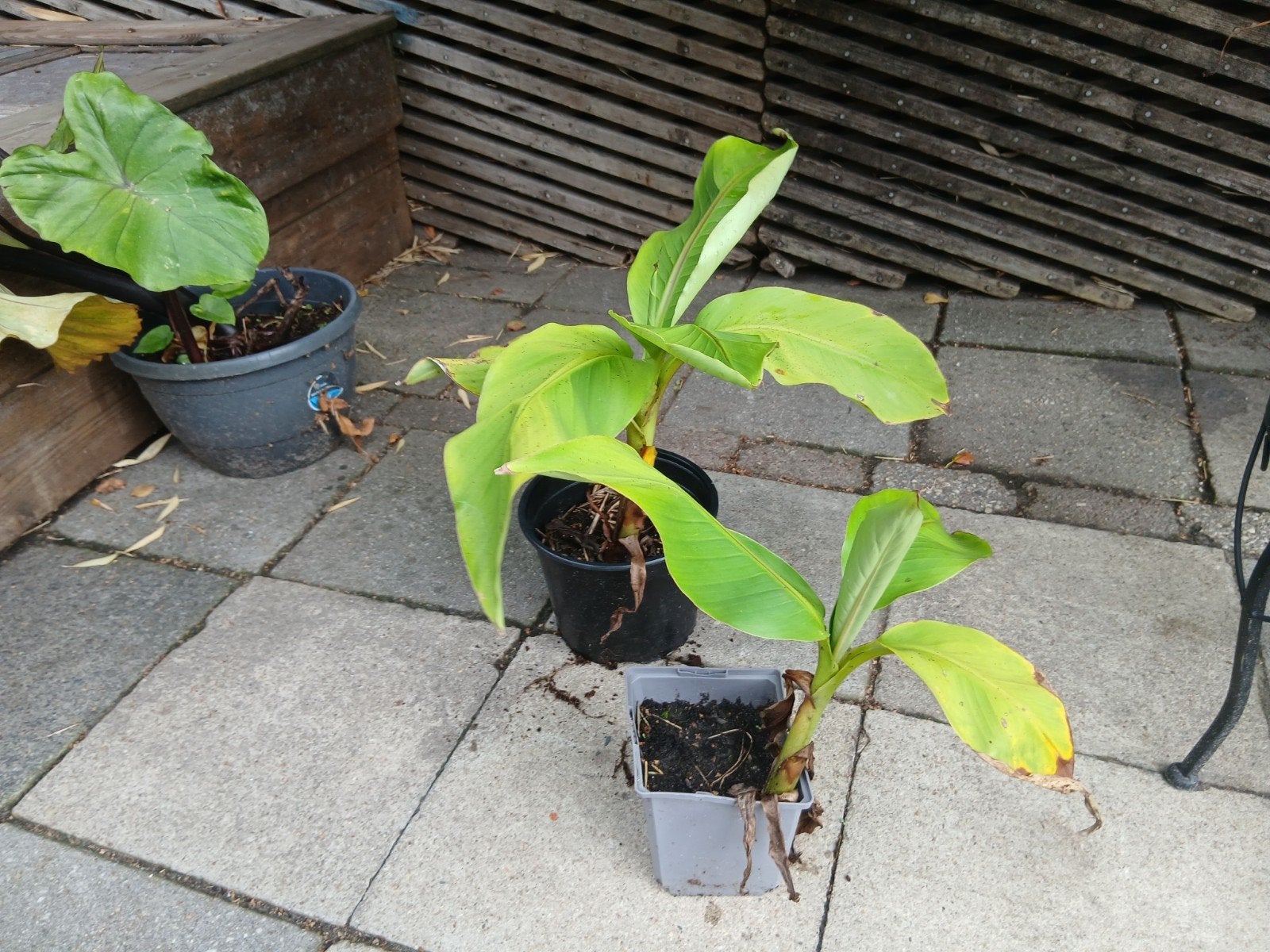 Bananenplant (Musa Basjoo) stekken, Volle zon, Vaste plant, Bloeit niet, Ophalen