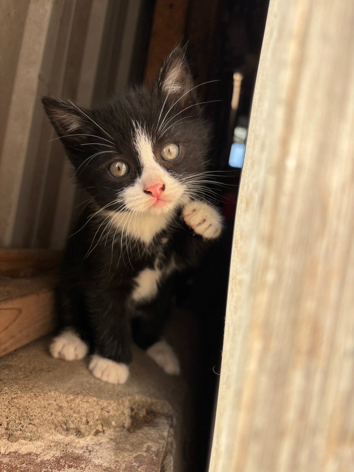 Boerderij kittens, Dieren en Toebehoren, Meerdere dieren, Kortharig, 0 tot 2 jaar