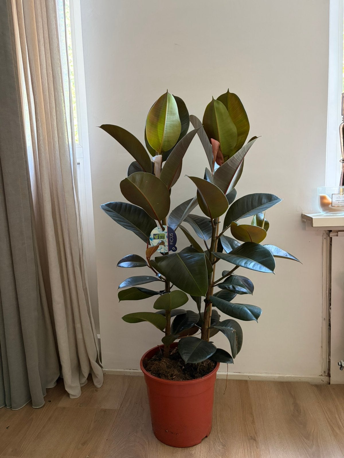 Ficus elastica, Huis en Inrichting, Kamerplanten, Ophalen, Ficus, Halfschaduw, Minder dan 100 cm