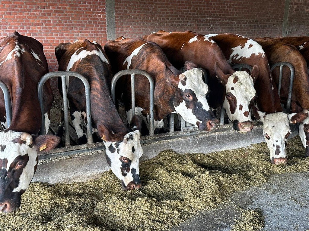 30 Normandische en rode koeien, Meerdere dieren