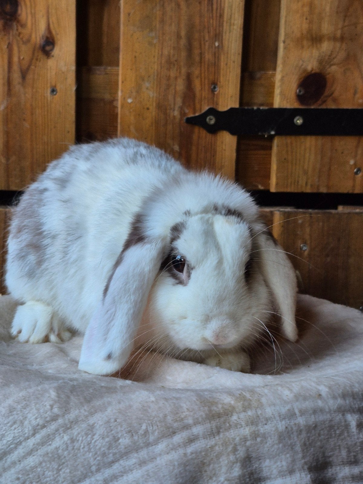 lief NHD rammetje, Dieren en Toebehoren, Konijnen, Mannelijk, Dwerg, Hangoor, 0 tot 2 jaar