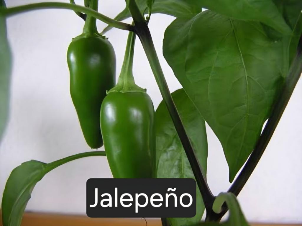 Mooie Jalapeño Peperplant, Ophalen, Volle zon, Groenteplanten, Eenjarig