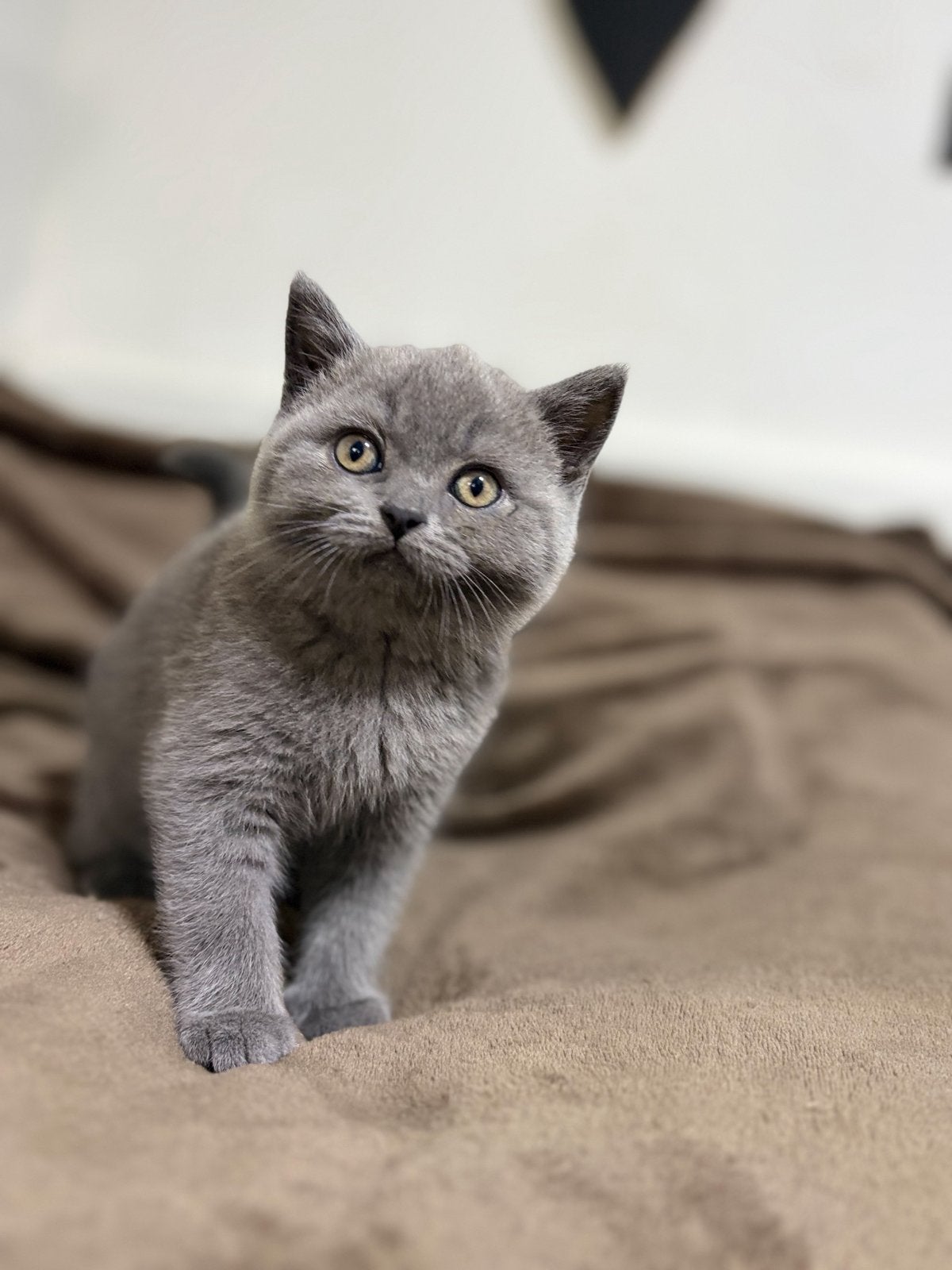 Brits korthaar en brits langhaar kittens, Meerdere dieren, Met stamboom, 0 tot 2 jaar