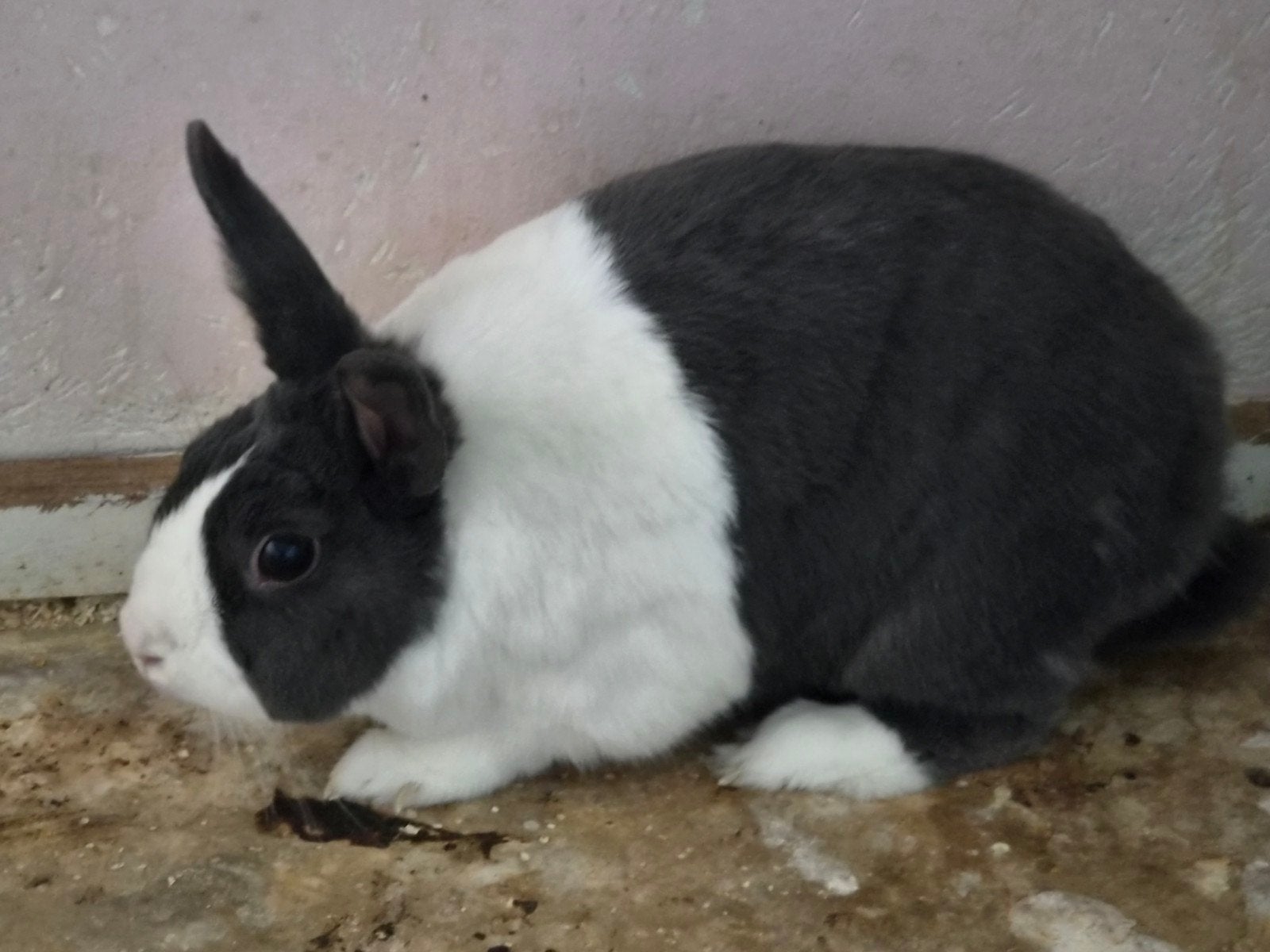 2 konijnen, Dieren en Toebehoren, Mannelijk, Middelgroot, 3 tot 5 jaar