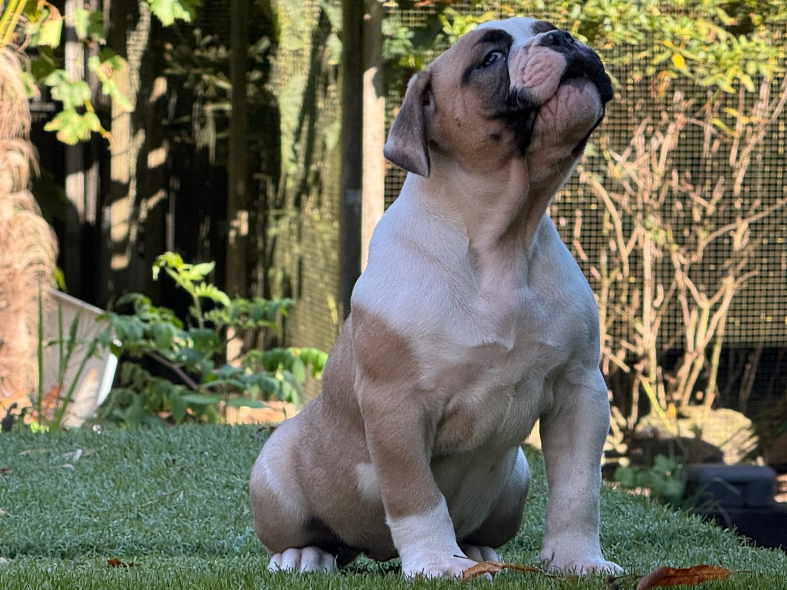 Amerikaanse Bulldog American Bulldog pups, Nederland, 8 tot 15 weken, Teef, Eén hond