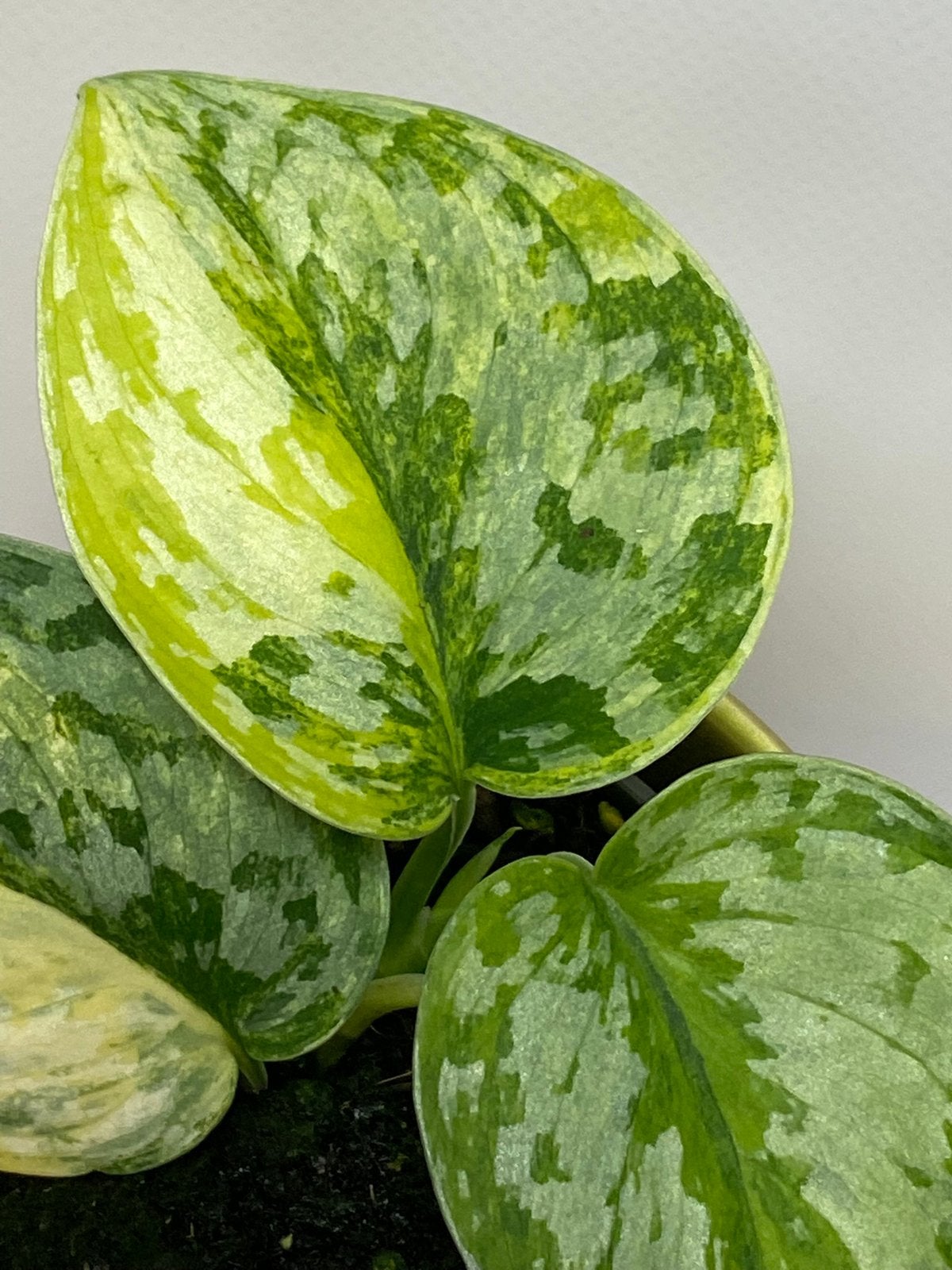Scindapsus Geulis Variegata, Huis en Inrichting, Ophalen of Verzenden, Halfschaduw, Minder dan 100 cm