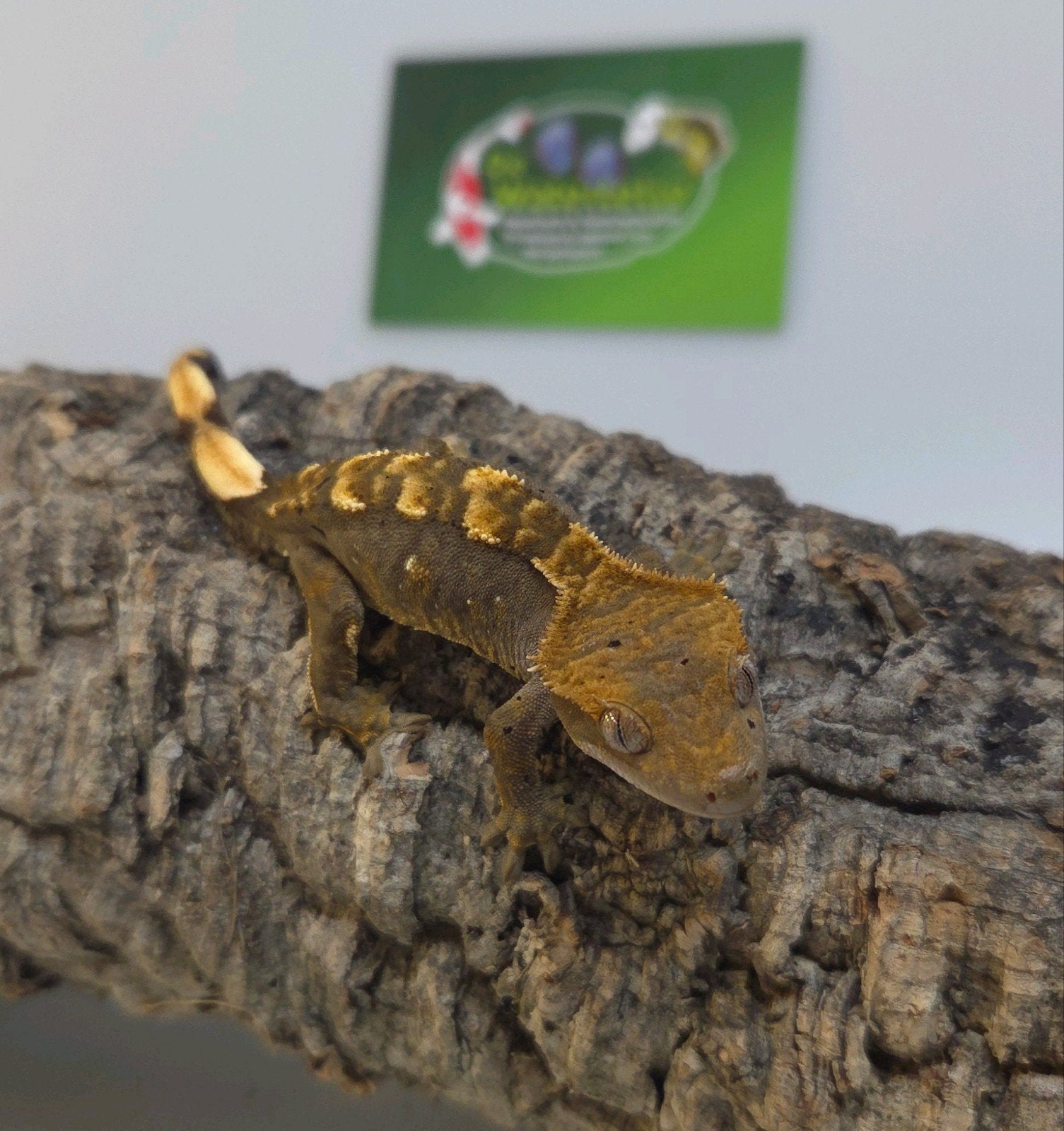 Wimpergekko Crested Gecko - unknown for sale from De Waterlelie BV