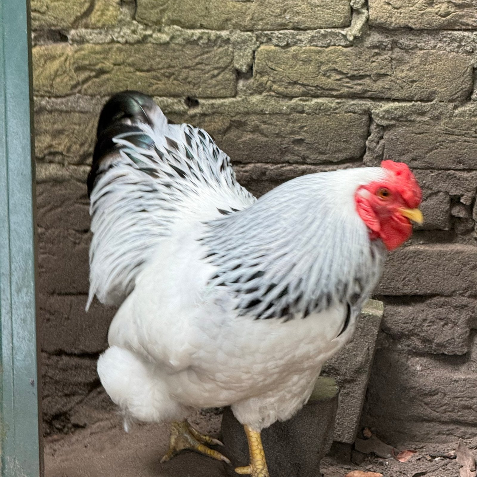 Wyandotte Colombia Haan, Mannelijk, Kip