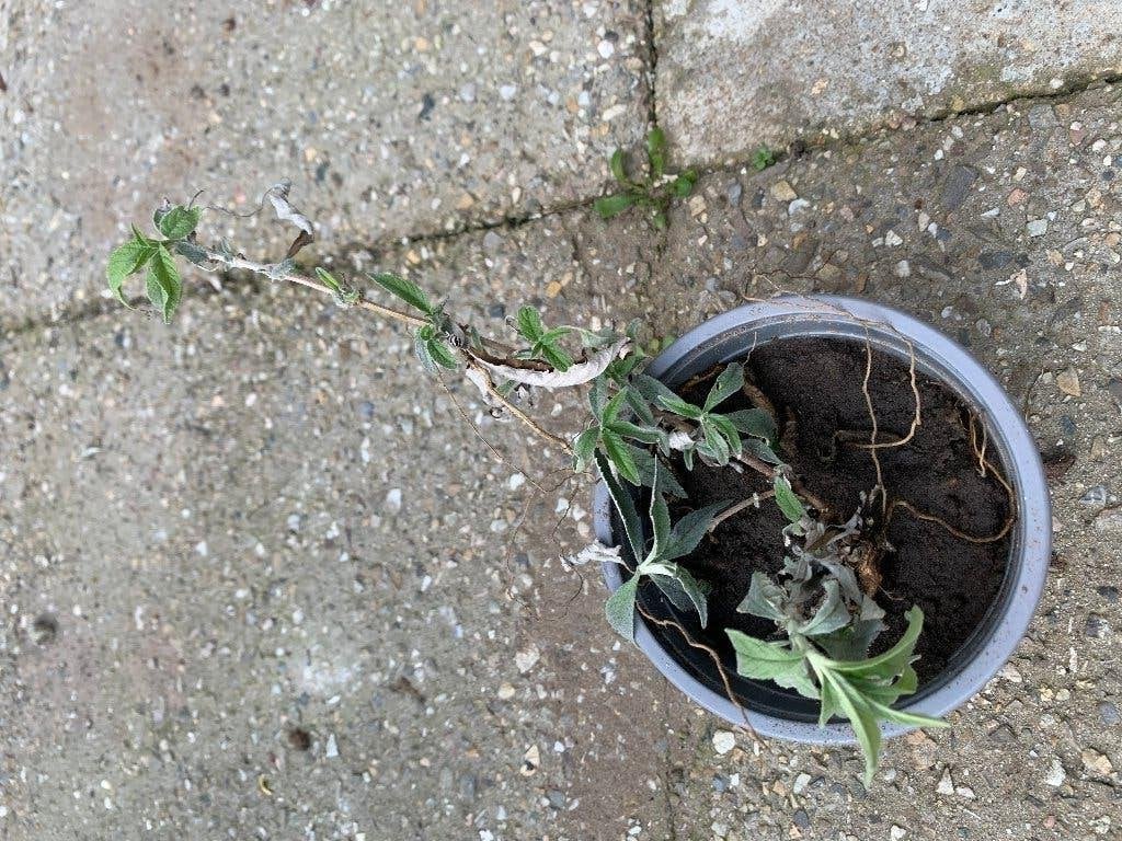 vlinderstruik nummer 8, Tuin en Terras, Planten | Struiken en Hagen, Ophalen, Vlinderstruik, Struik, Minder dan 100 cm