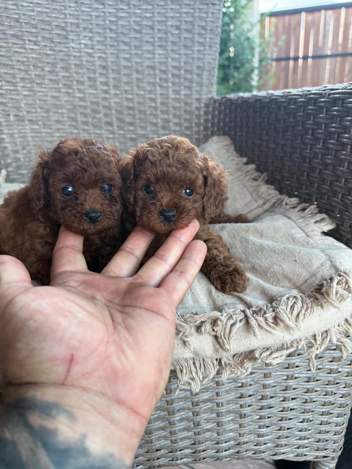 Teacup toy poodle, Dieren en Toebehoren, Poedel, Reu, 8 tot 15 weken, Buitenland