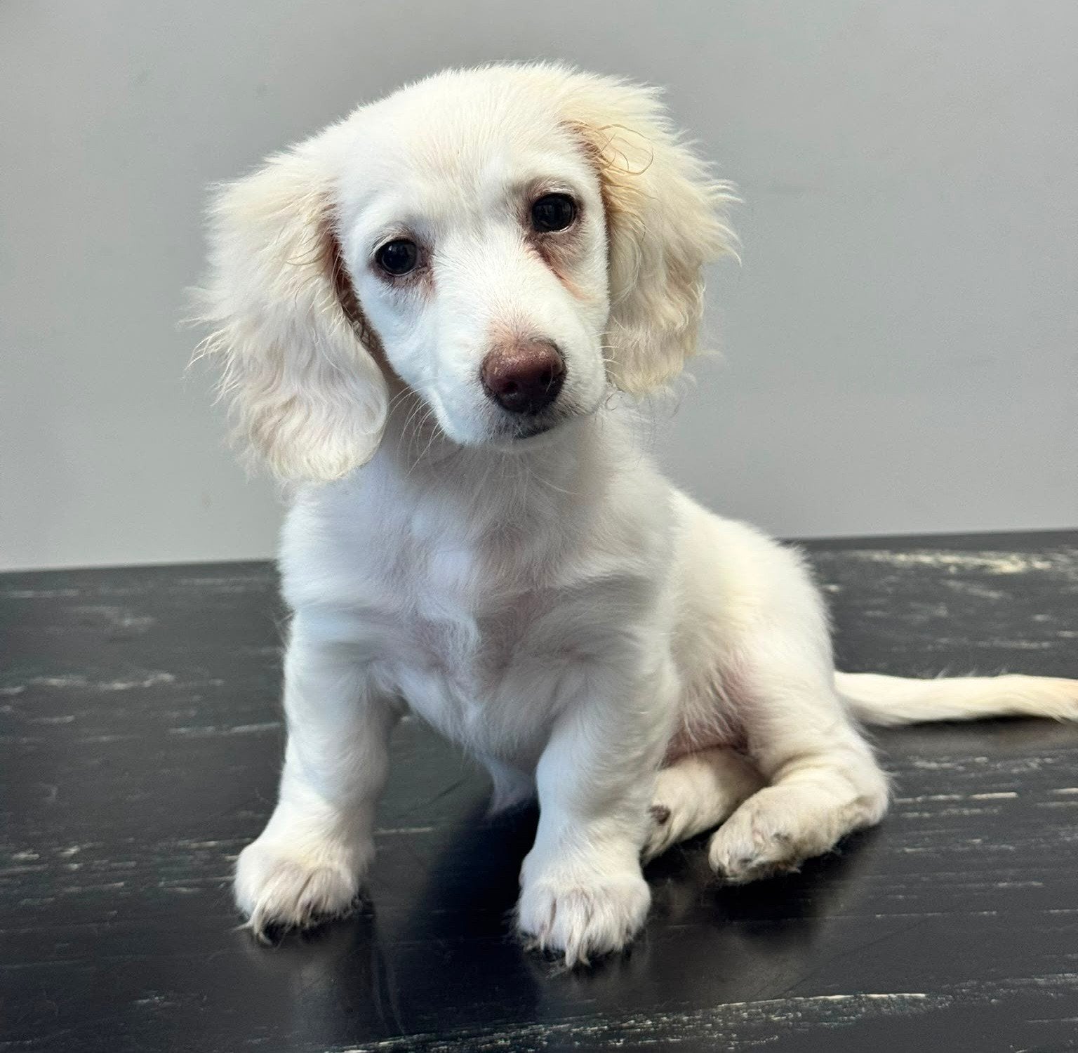 dwerg teckel pup langhaar blond / creme, 8 tot 15 weken, Teef, Parvo, Eén hond