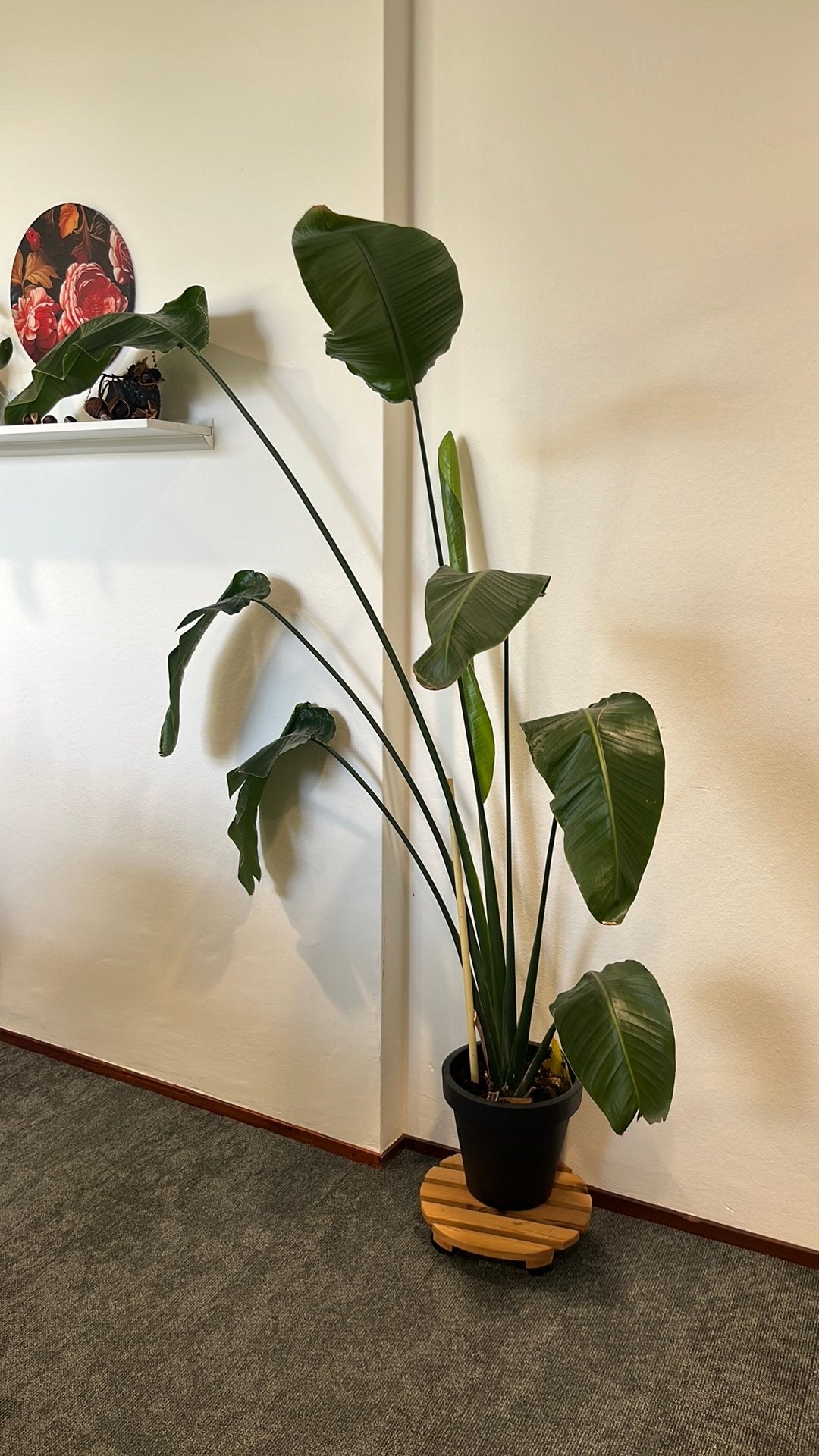 Grote Strelitzia Nicolai - Paradijsvogelplant, 200 cm of meer, Overige soorten, In pot, Groene kamerplant